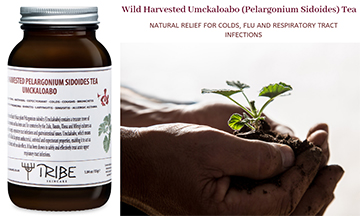 Tribe Skincare unveils Wild Harvested Umckaloabo Herbal Tea